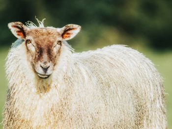 Close-up of a sheep on field