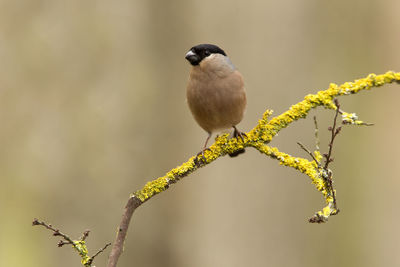 Close-up of bird perching on branch