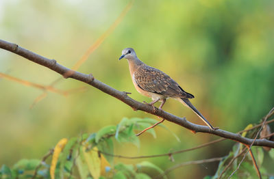 A spotted dove