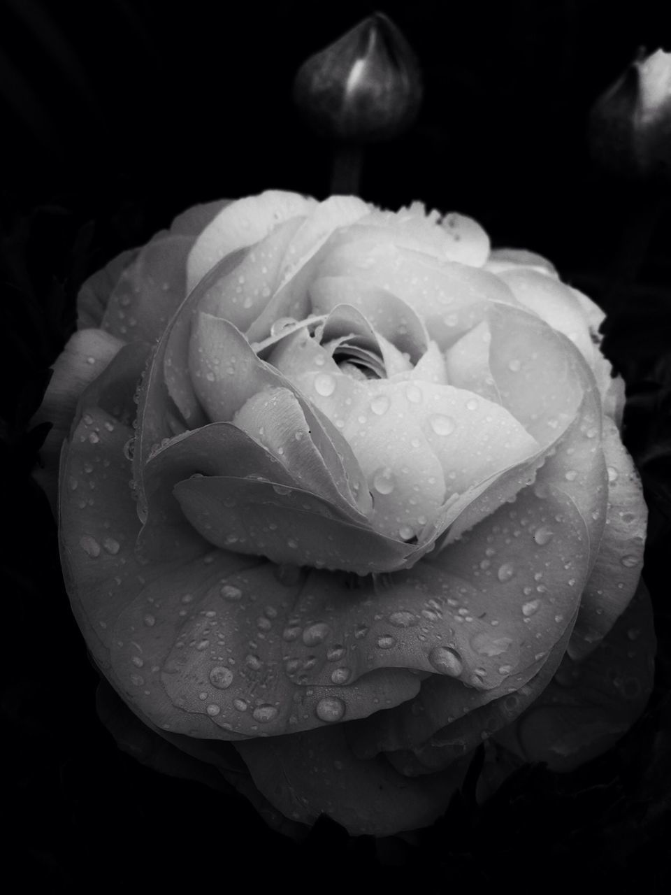 flower, petal, drop, freshness, flower head, fragility, wet, water, close-up, beauty in nature, single flower, rose - flower, growth, dew, nature, blooming, raindrop, plant, droplet, in bloom