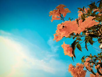 Low angle view of orange flowering plant against blue sky