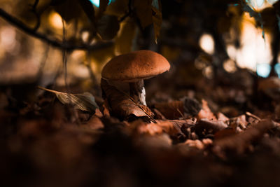 Close-up of mushroom growing on field