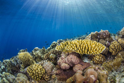 Close-up of coral swimming in sea