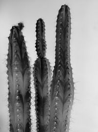 Close-up of cactus plant against white background