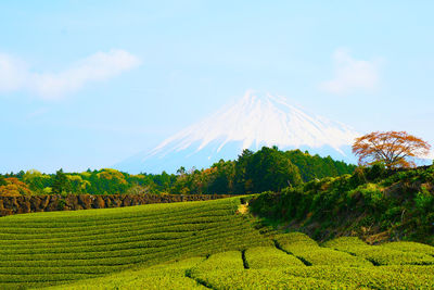 Scenic view of agricultural field against sky with mt.fuji