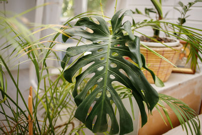 Close-up of hand holding plant