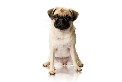 Portrait of dog sitting against white background