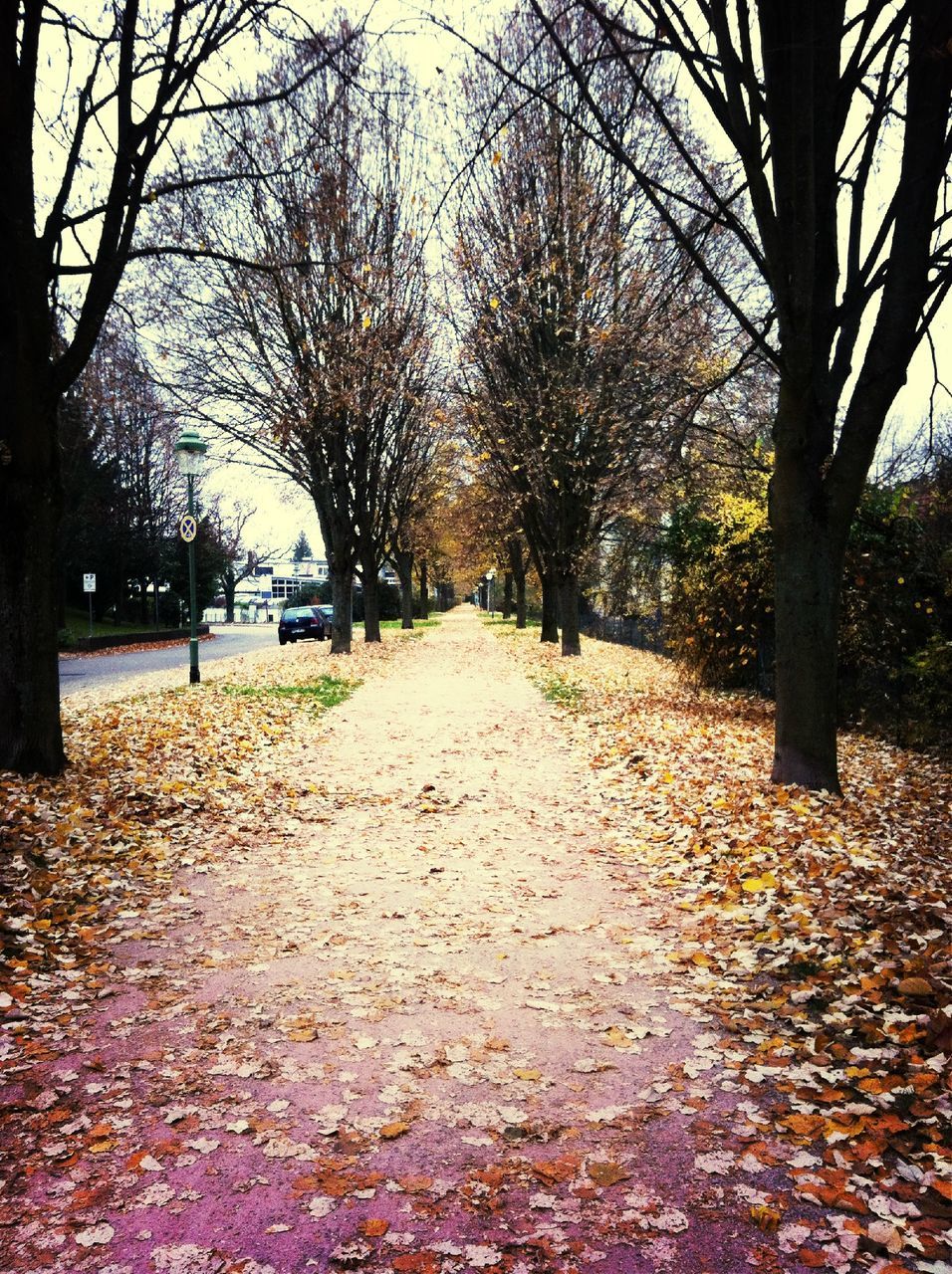 tree, the way forward, diminishing perspective, autumn, treelined, bare tree, vanishing point, season, footpath, tranquility, branch, nature, change, tree trunk, leaf, road, tranquil scene, street, transportation, growth