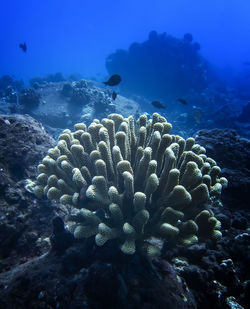 View of coral in sea