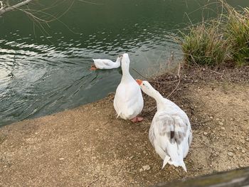 High angle view of birds on lakeshore