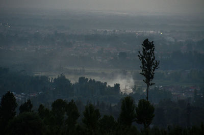 Trees in forest against sky