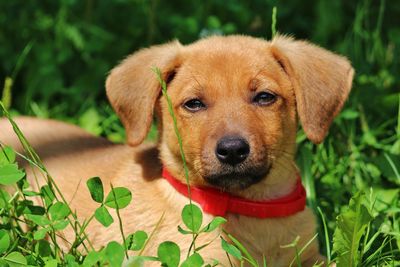 Close-up portrait of a dog