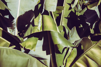 Full frame shot of banana leaves