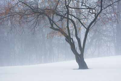 Bare tree on snow covered land