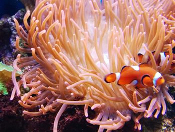 View of fish swimming in sea