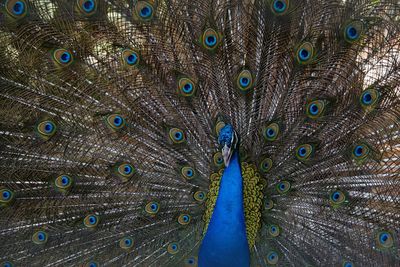 Close-up of peacock