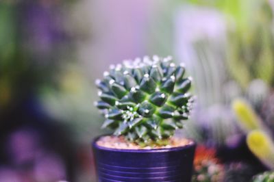 Close-up of potted plant