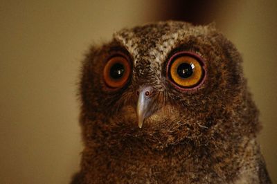 Close-up portrait of owl