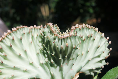 Close up green euphorbia lactea cristata cactus plant with small pink flower