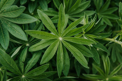 Close-up of leaves