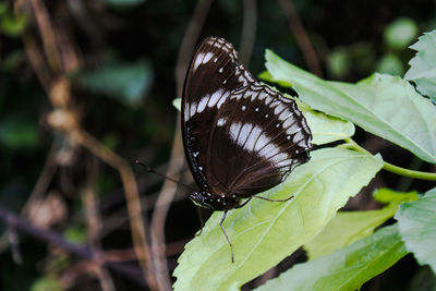 Butterfly on leaf