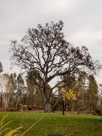 Trees on landscape against sky