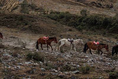 Horses on field