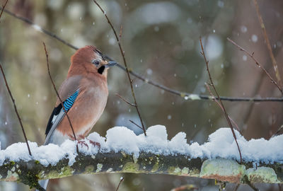 Low angle view of bird perching on snow