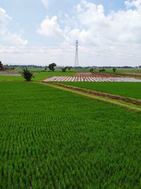 Scenic view of agricultural field against sky