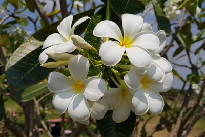 Close-up of white frangipani flowers on tree
