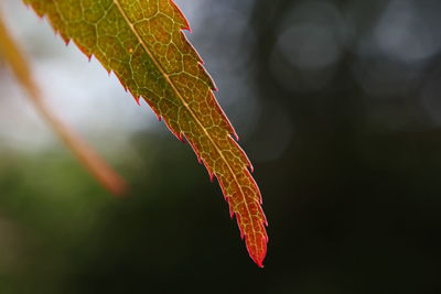 Close-up of leaves