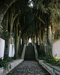 Footpath amidst trees in park