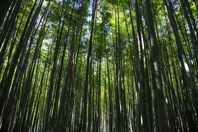 Low angle view of bamboo trees in forest