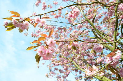 Low angle view of cherry blossoms in spring