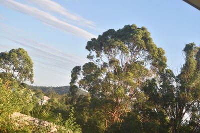 Low angle view of trees against blue sky