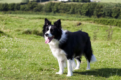 Collie doggy looking away