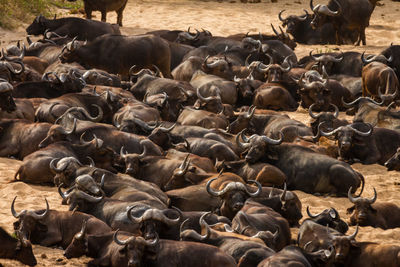 Buffaloes relaxing on landscape