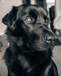 Close-up of dog looking away