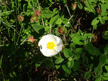 Close-up of white flower blooming outdoors