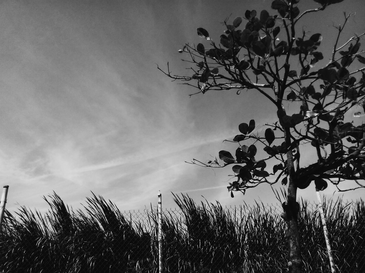 growth, tree, sky, low angle view, tranquility, nature, branch, beauty in nature, plant, tranquil scene, scenics, silhouette, cloud - sky, outdoors, growing, field, day, no people, leaf, idyllic