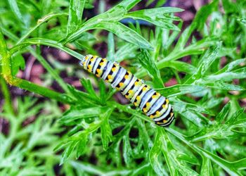 Close-up of insect on plant