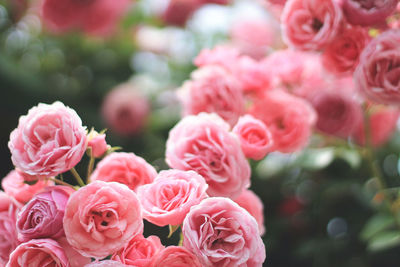 Close-up of pink roses