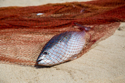 Close-up of dead fish on sand