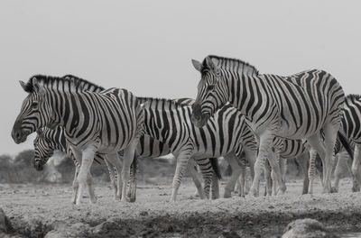 Zebras in a field