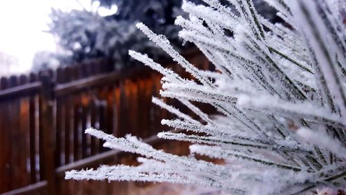 Close-up of icicles on tree