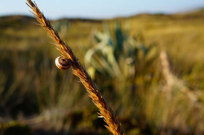 cereal plant