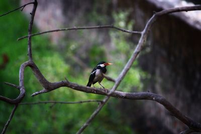 Bird perching on branch