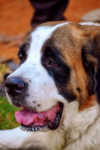 Close-up of st. bernard