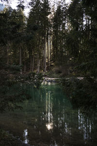 Scenic view of lake in forest