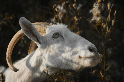 Close-up of a goat 